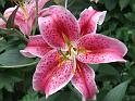 Lilium pink_3